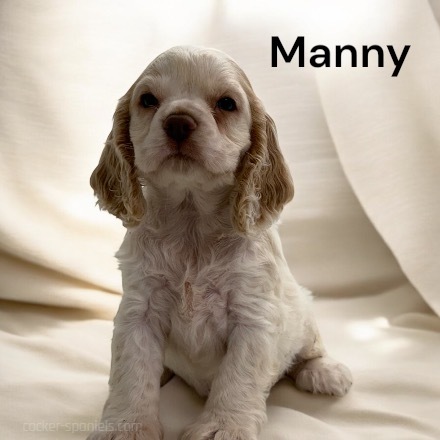 puppy, for, sale, Cocker Spaniel, Joe & Cherri  Overlease, dog, breeder, Miller, MO, dog-breeder, puppy-for-sale, forsale, nearby, find, puppyfind, locator, puppylocator, aca
